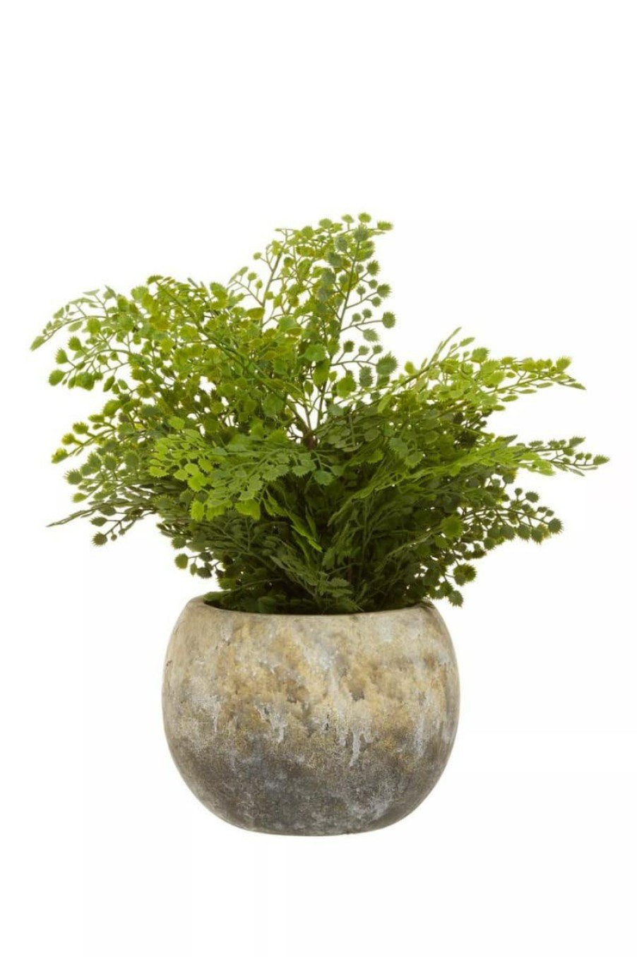 Accessories Fiori Faux Flowers and Plants | Fiori Fern With Cement Pot