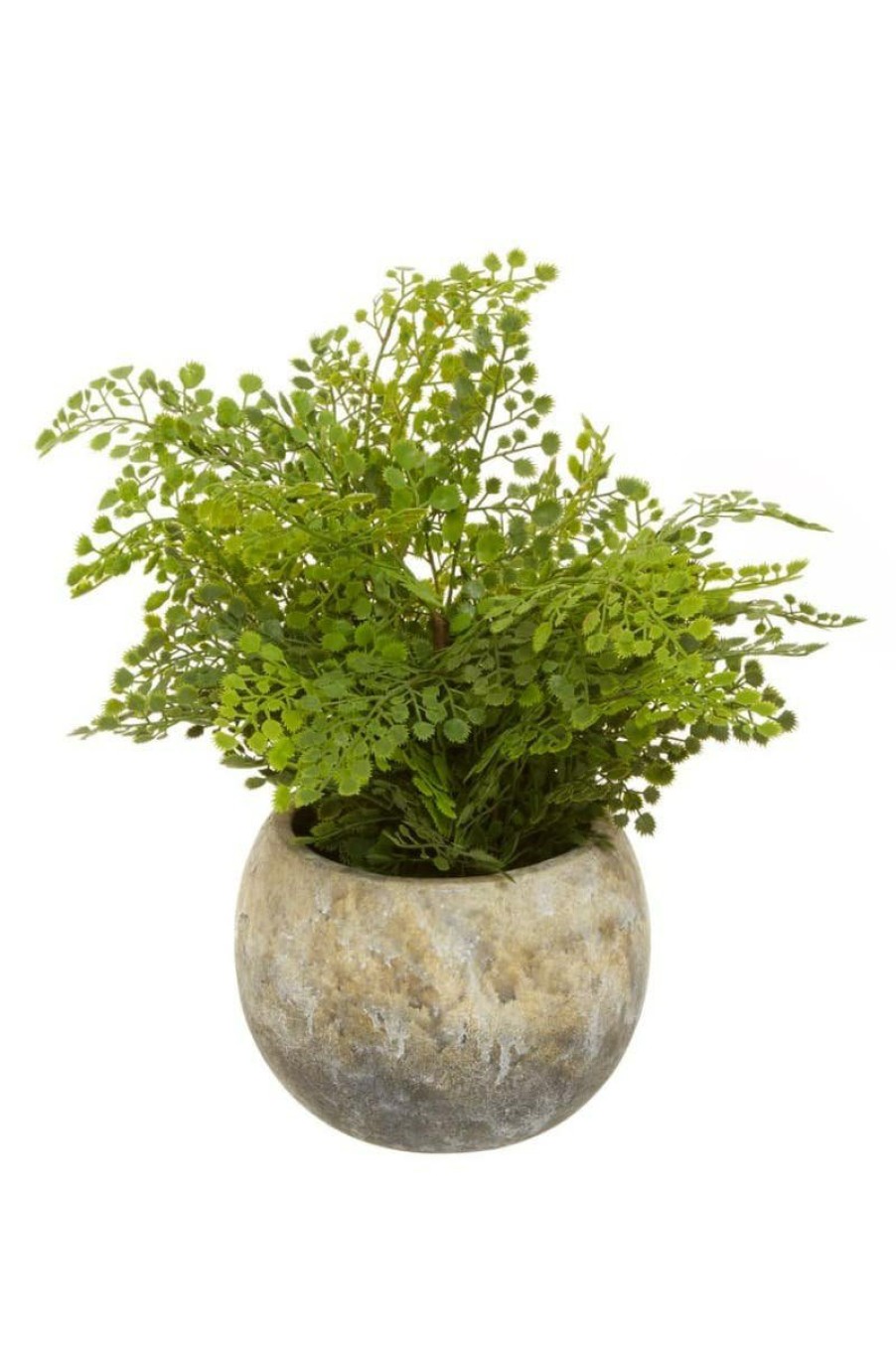 Accessories Fiori Faux Flowers and Plants | Fiori Fern With Cement Pot