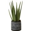 Accessories Fiori Faux Flowers and Plants | Fiori Aloe Vera Succulent